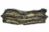 Mammoth Molar Slice With Case - South Carolina #106516-1